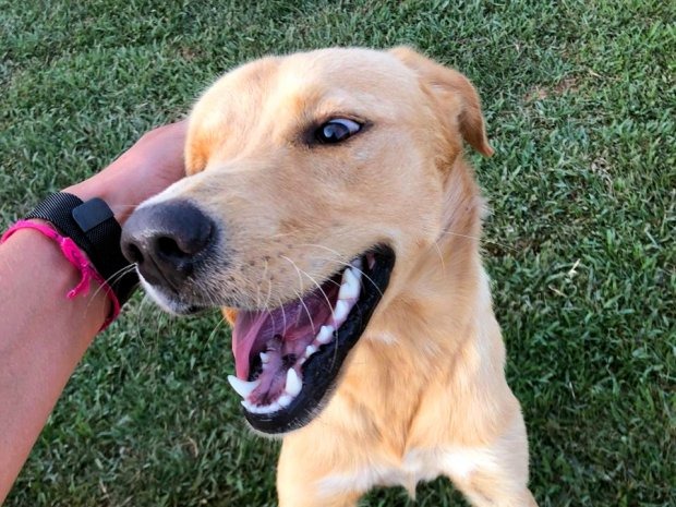 Regras para criação e comércio de animais são aprovadas pela Câmara de Araraquara
