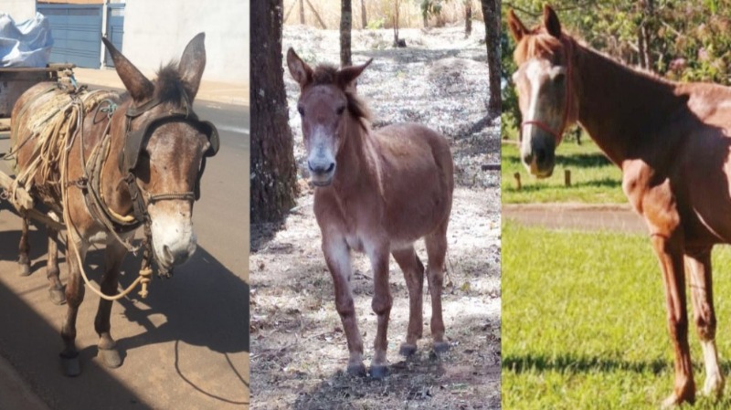 Furto de animais é investigado pela prefeitura de Araraquara