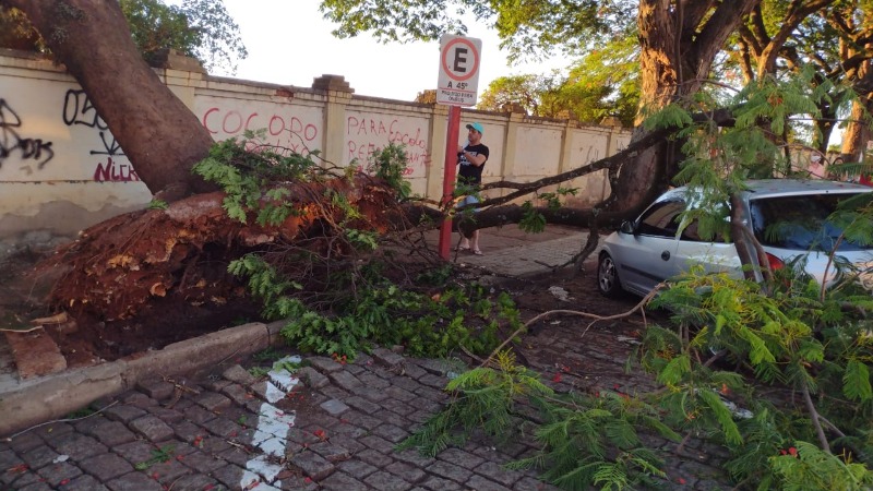 Árvore cai em cima de carro e muro do cemitério São Bento