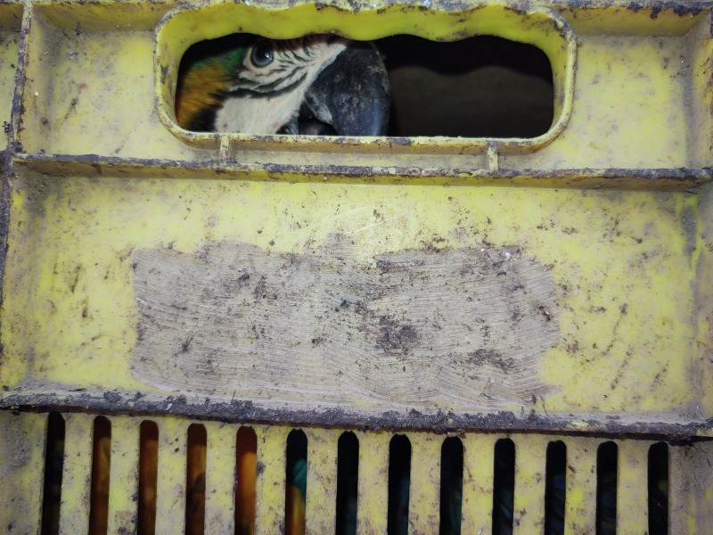 Estavam em caixas plásticas: Polícia prende casal transportando diversas aves silvestres