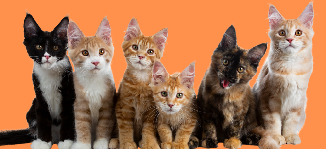Parque Infantil recebe campanha voltada para a adoção de gatos