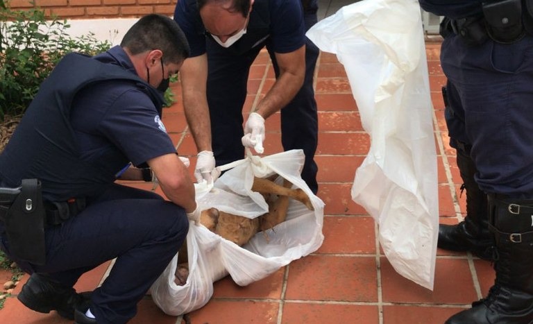 Animais são encontrados sem alimentação em casa no centro de Araraquara
