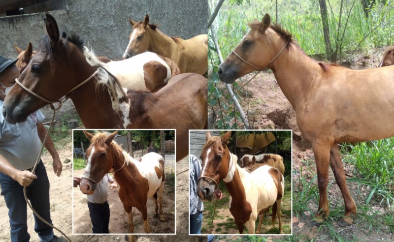 Prefeitura recolhe animais de via pública na região do Maria Luiza