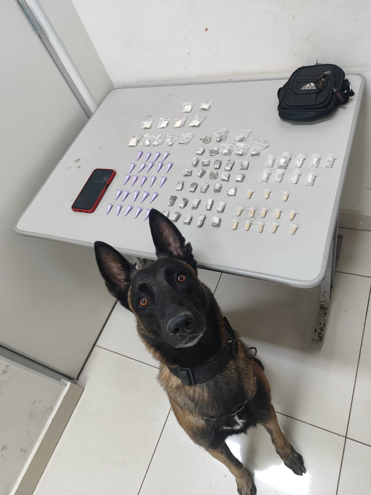 Foto: Divulgação/BAEP/Apreensão de Drogas Realizada Na Última Sexta-Feira (8) Com a Ajuda do Cão Farejador Bruck