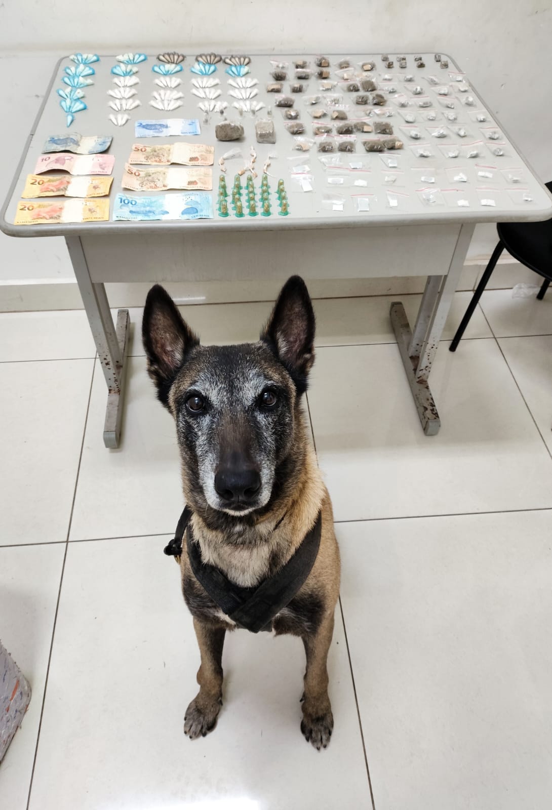 Foto: Divulgação/BAEP/Apreensão de Drogas No Jardim São Rafael Com Apoio da Cadela Farejadora Athena