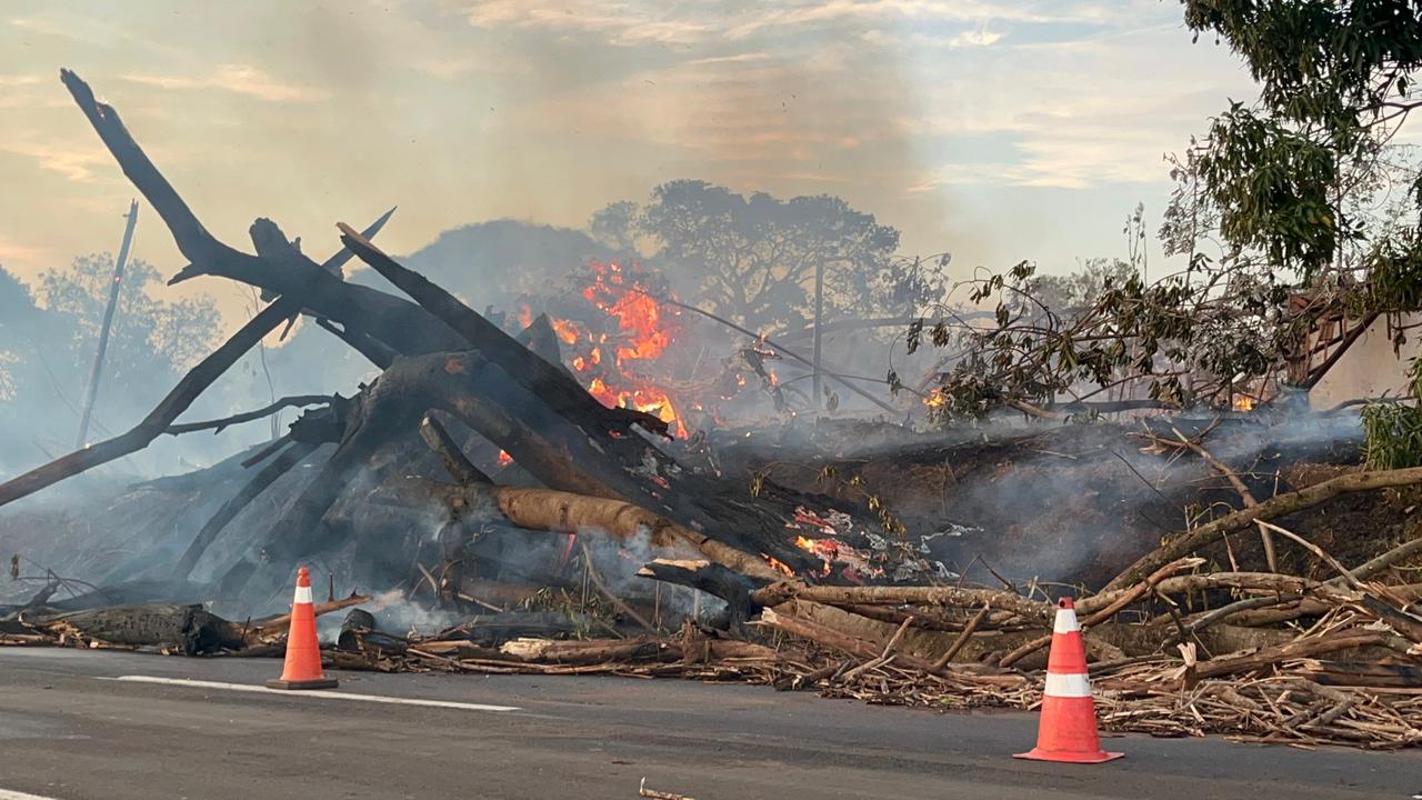 Foto 2 de 3 — Árvore cai sobre carro, mata motorista e deixa passageira ferida na SP-310 em Araraquara