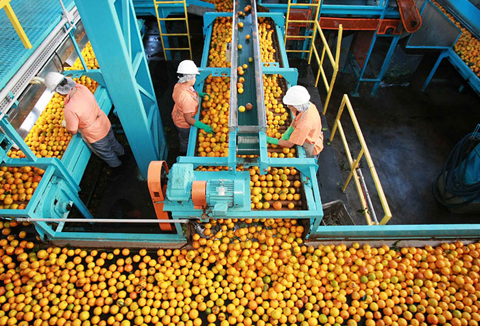 Cutrale é uma das maiores exportadoras de laranja do mundo