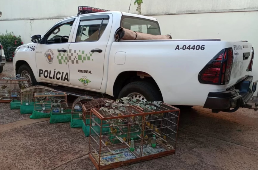 Aves resgatadas 