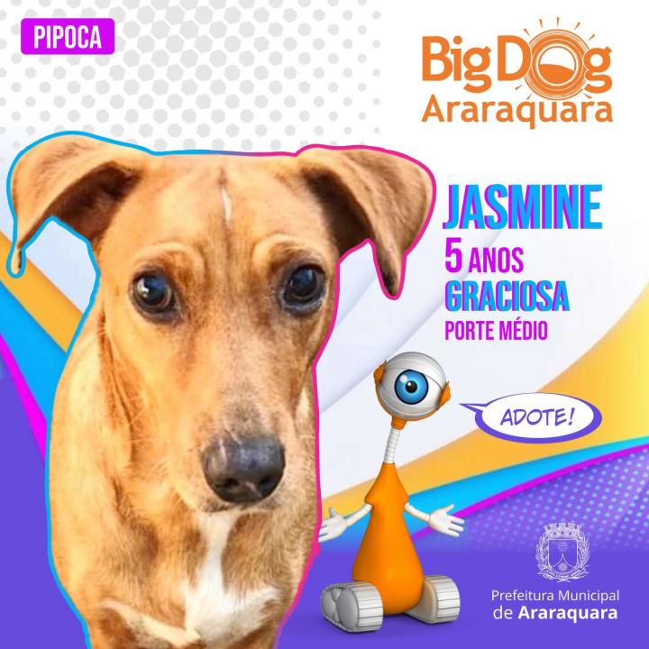 Foto 3 de 8 — BBB Diferente: "Big Dog Araraquara" apresenta cães disponíveis para adoção