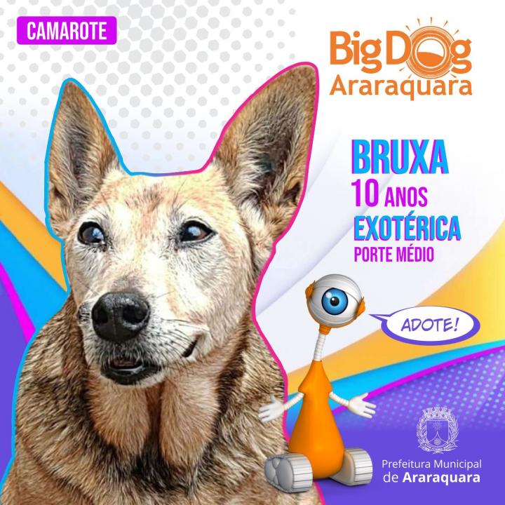Foto 4 de 8 — BBB Diferente: "Big Dog Araraquara" apresenta cães disponíveis para adoção