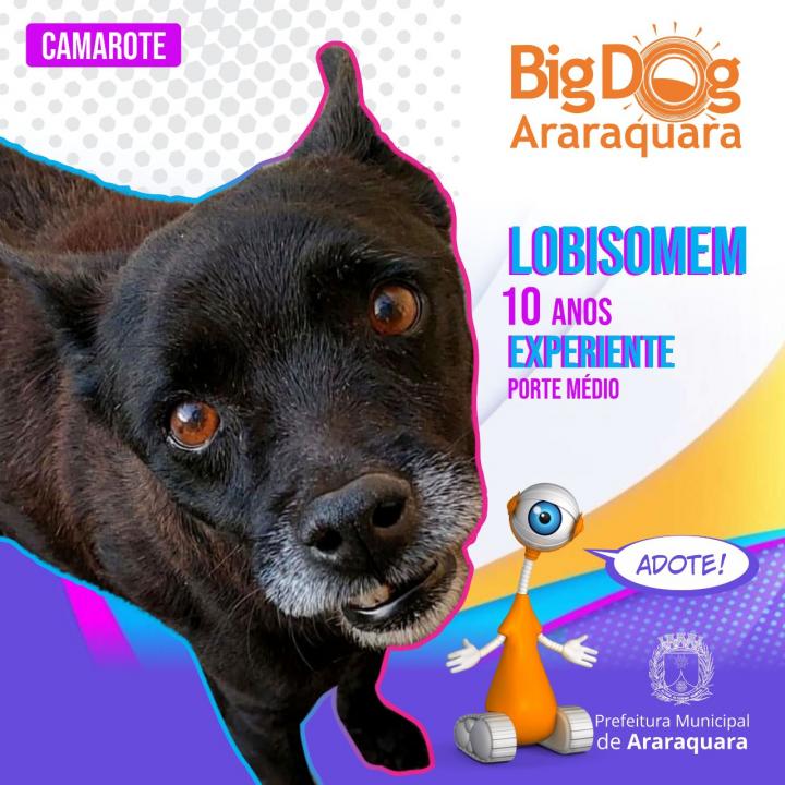 Foto 2 de 8 — BBB Diferente: "Big Dog Araraquara" apresenta cães disponíveis para adoção