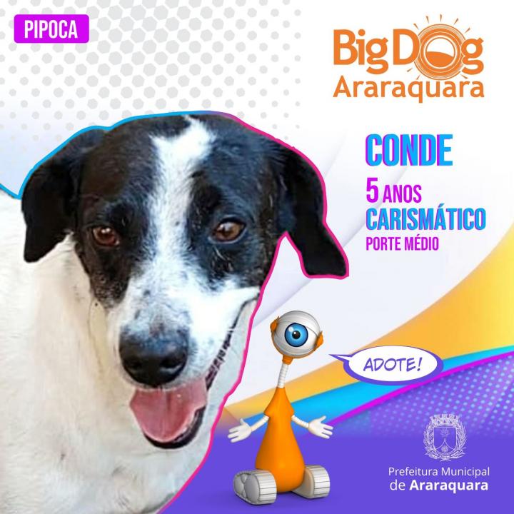 Foto 7 de 8 — BBB Diferente: "Big Dog Araraquara" apresenta cães disponíveis para adoção