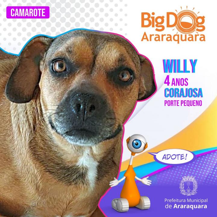Foto 6 de 8 — BBB Diferente: "Big Dog Araraquara" apresenta cães disponíveis para adoção