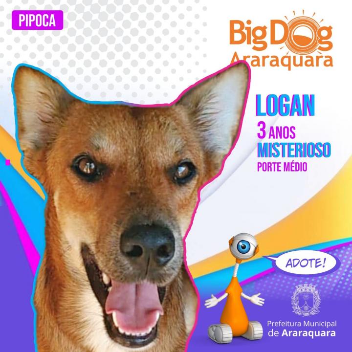 Foto 5 de 8 — BBB Diferente: "Big Dog Araraquara" apresenta cães disponíveis para adoção