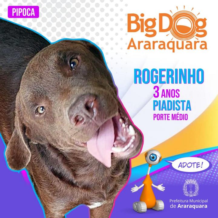 Foto 8 de 8 — BBB Diferente: "Big Dog Araraquara" apresenta cães disponíveis para adoção