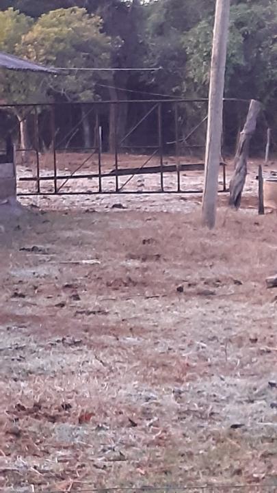 Foto 3 de 3 — Geada afeta produção na região de Araraquara