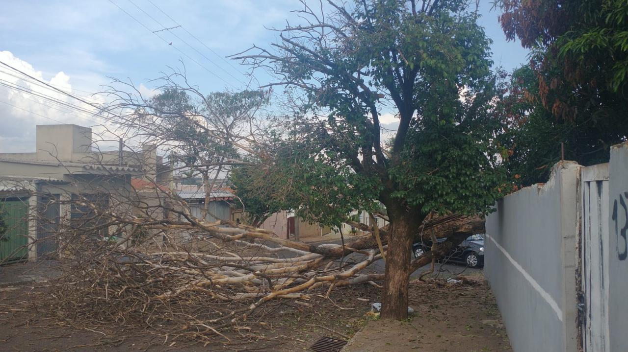 Foto 2 de 2 — Queda de árvore fecha rua na Vila Xavier