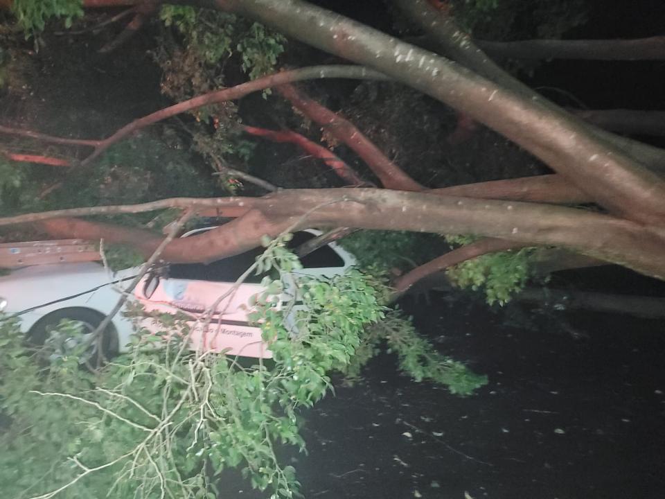 Foto 2 de 11 — Chuva causa mais estragos e árvores atingem veículos em Araraquara