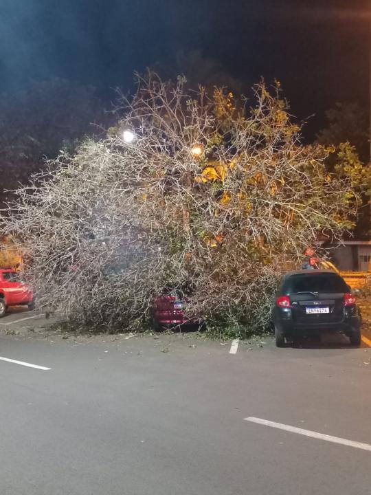 Foto 5 de 5 — Árvore de grande porte cai e danifica três veículos na Praça Pedro de Toledo