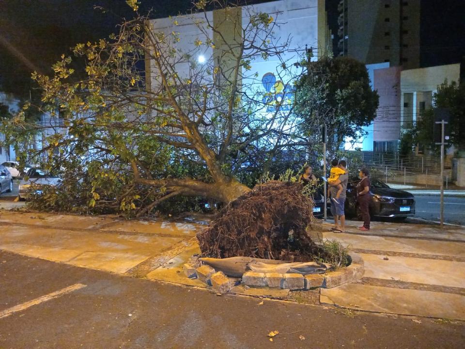Foto 2 de 5 — Árvore de grande porte cai e danifica três veículos na Praça Pedro de Toledo