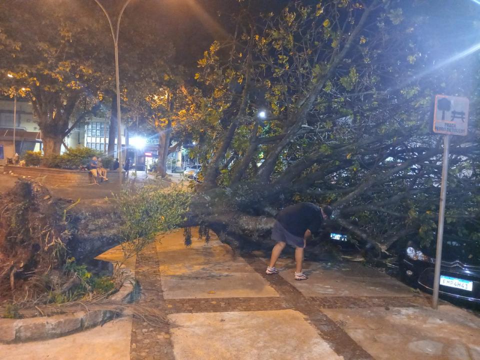 Foto 3 de 5 — Árvore de grande porte cai e danifica três veículos na Praça Pedro de Toledo