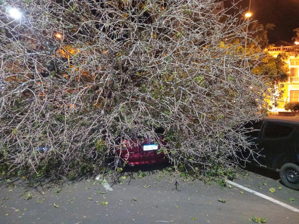 Foto 4 de 5 — Árvore de grande porte cai e danifica três veículos na Praça Pedro de Toledo