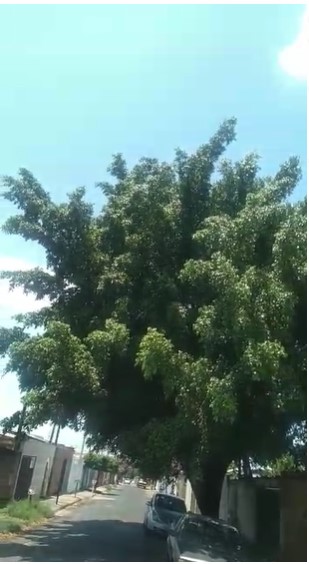 Foto 4 de 4 — Moradora pede há 8 anos por remoção de árvore e até agora nada foi feito