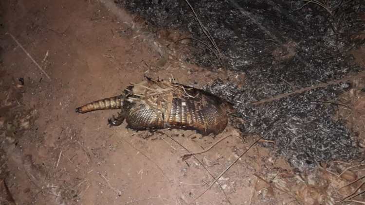 Foto 2 de 12 — Grande incêndio em Trabiju rendeu R$ 2,4 milhões em multas após causar destruição