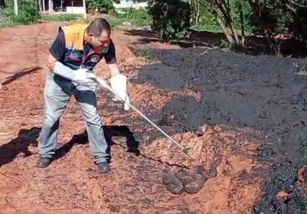 Foto 1 de 1 — Sucuri de 2,5 metros é encontrada na porta de casa em Boa Esperança do Sul