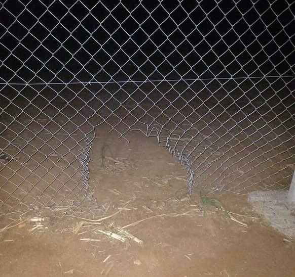 Foto 2 de 4 — Criminosos invadem empresa na região; guardas municipais são recebidos a tiros pelo bando