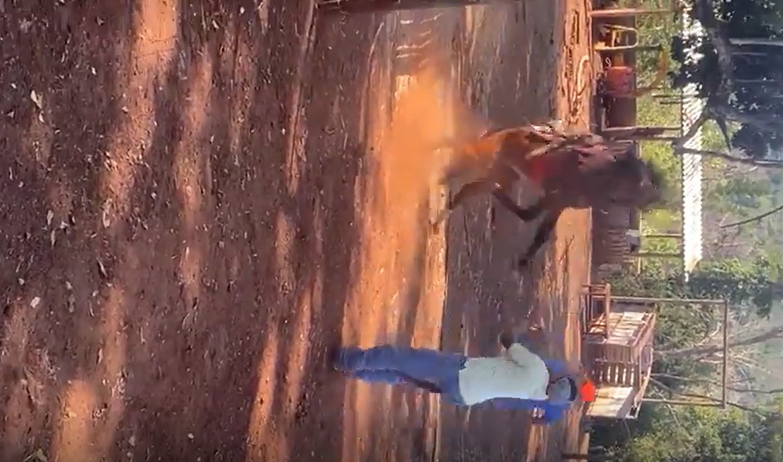 Vídeo: Cavalo sofre com maus-tratos e moradores organizam passeata na região