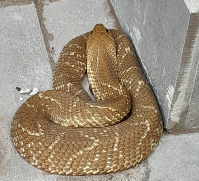 VÍDEO: Defesa Civil captura cobra no Centro de Boa Esperança do Sul